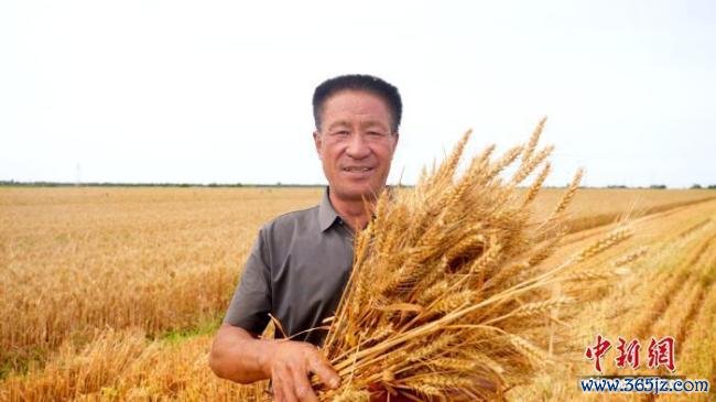 河北衡水武邑:57万亩小麦开镰抢收 机声隆隆抢收忙